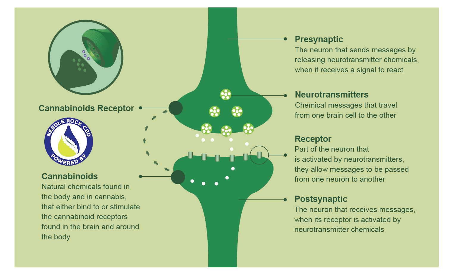 How Does CBD Work 2
