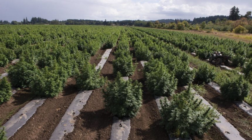 is cbd oil legal in oregon