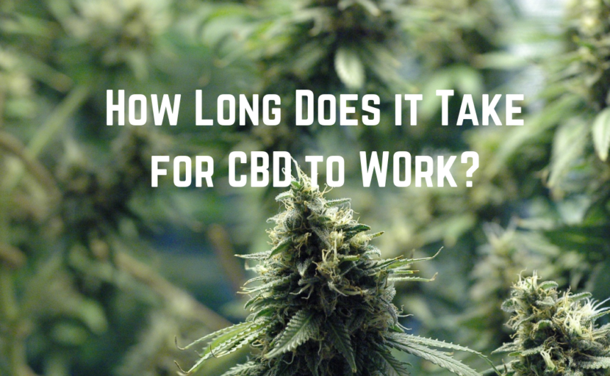 how long does it take cbd to work
